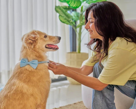 Más Allá de la Dieta y el Juego: Consejos Salud Mascotas para una Vida Larga y Feliz