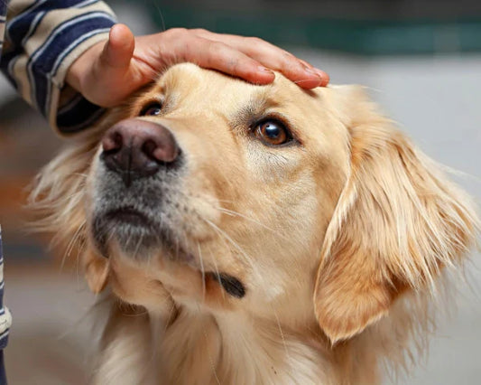 Aprende a Identificar los Síntomas de Enfermedades Comunes en Perros: Una Guía Rápida para Actuar a Tiempo