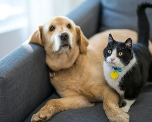 Guía Esencial de Cuidado de Mascotas: Los 10 Consejos de Salud Veterinaria que Todo Dueño en Perú Debe Saber